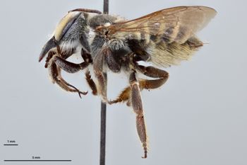 Media type: image;   Entomology 785746 Aspect: habitus lateral view